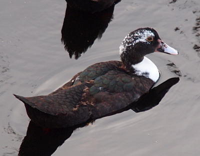 [The upper chest of this duckling is very white with almost no mottling seen on the other birds. The top half of its head is a black and white mixture while the lower have is black. Its back is also dark. This duckling is swimming to the upper right of the image.]